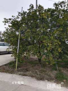 16公分(3杆)丛生香橼