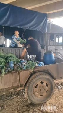 高度60厘米叉子圆柏