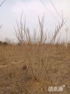 高度200厘米丛生紫荆