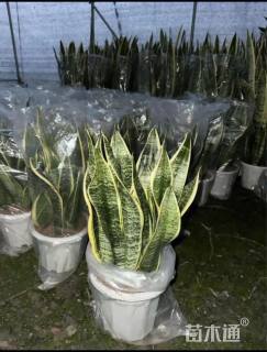 高度30厘米金边虎尾兰