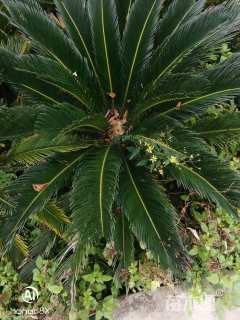 30厘米铁树