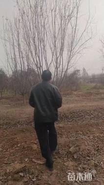 13公分垂丝海棠