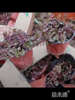 高度10厘米红叶景天