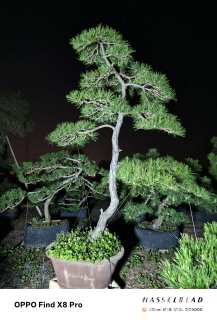 14公分造型黑松