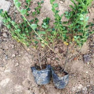 高度60厘米平枝栒子