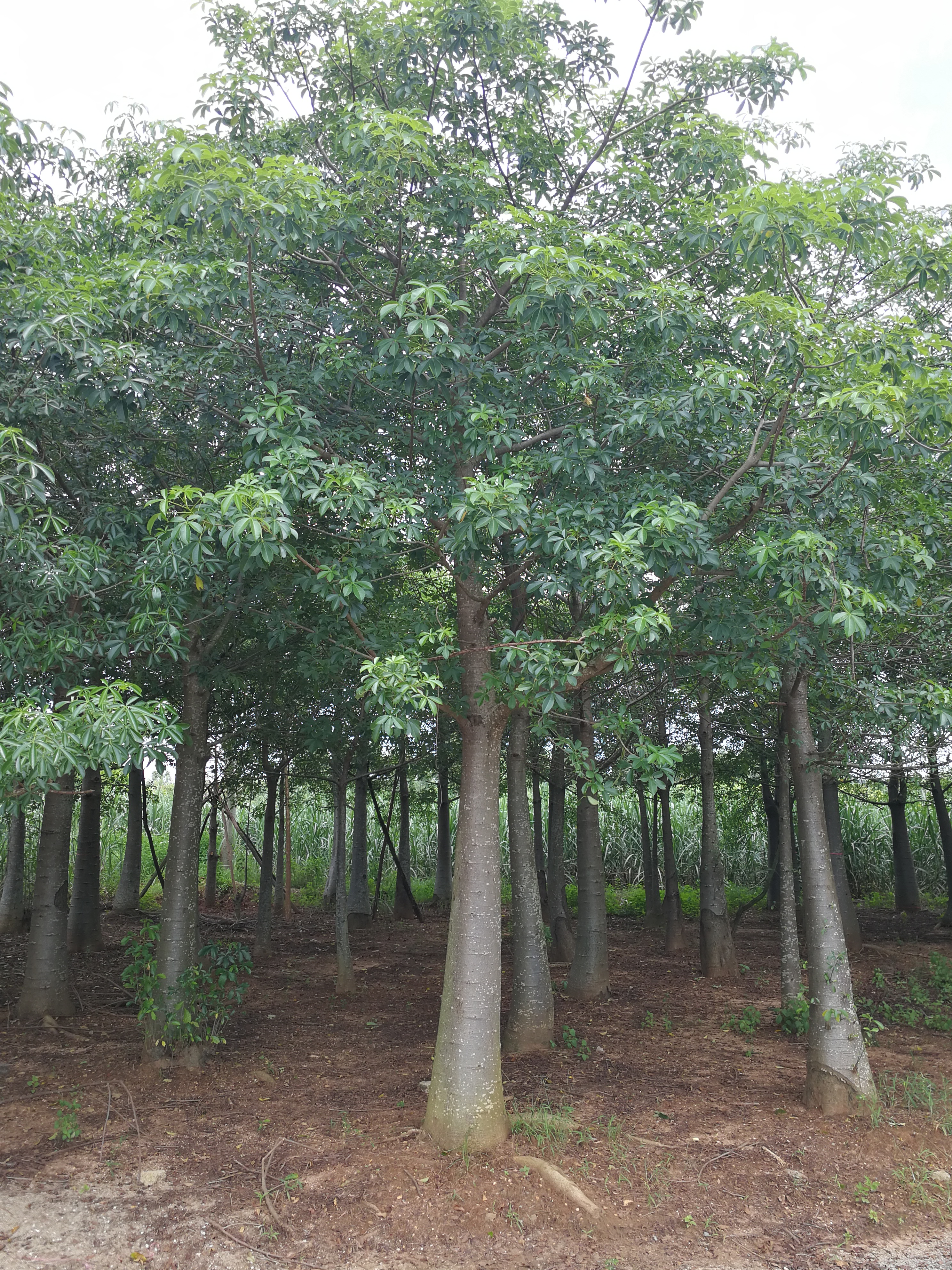 30公分猴面包树