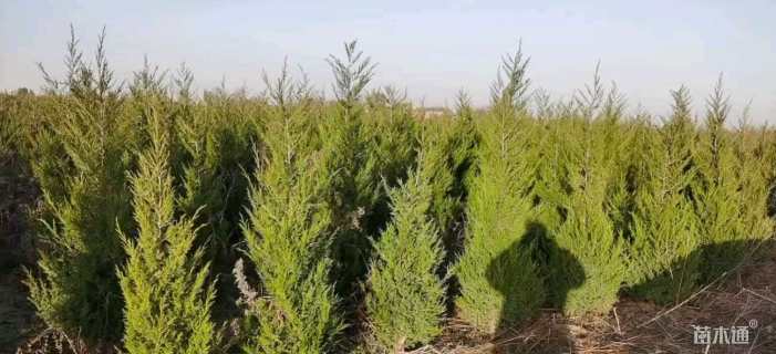 高度180厘米塔柏