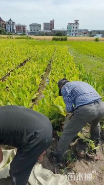 高度10厘米花叶美人蕉