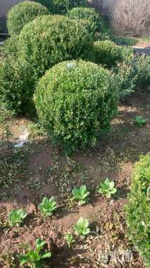 冠幅100厘米瓜子黄杨球