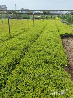 高度50厘米金丝桃