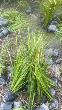 高度15厘米金叶石菖蒲