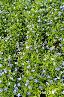 高度15厘米半边莲