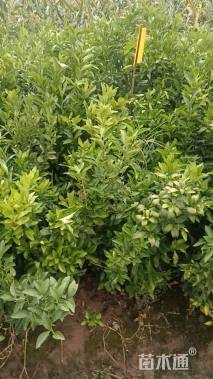 高度40厘米沃柑