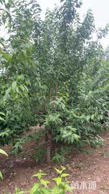 高度400厘米蜡梅