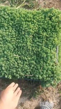 高度5厘米薄雪万年草