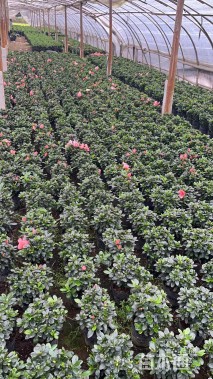 高度30厘米西洋杜鹃小苗