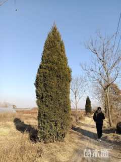 高度350厘米塔柏