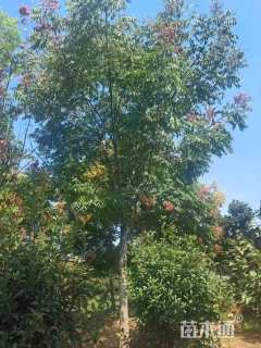 15公分栾树