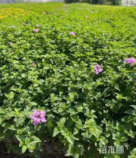 高度20厘米紫花马樱丹