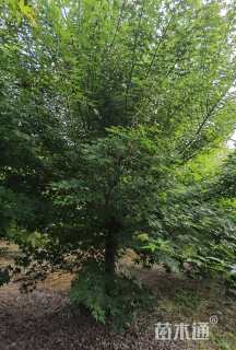 17公分鸡爪槭