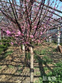 高度2.5厘米榆叶梅