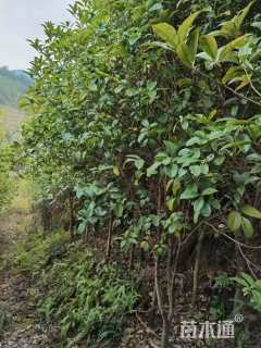 高度40厘米四季桂小苗