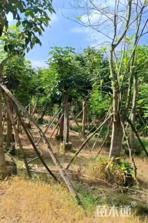 5公分红花风铃木