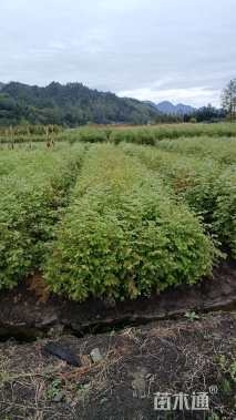 高度50厘米水杉小苗