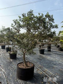 高度150厘米杜鹃