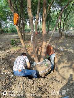 50公分丛生乌桕