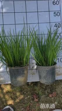 高度30厘米金叶石菖蒲