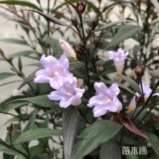 高度30厘米马兰头