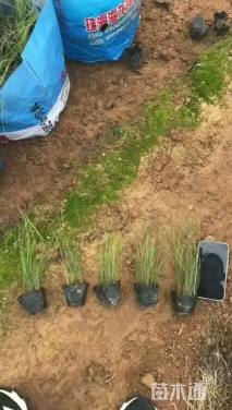 高度15厘米坡地毛冠草