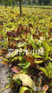 高度25厘米变叶木