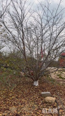 18公分染井吉野樱花