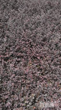 高度20厘米红花继木