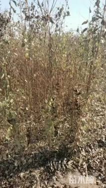 高度120厘米榆树小苗