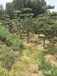 18公分造型油松