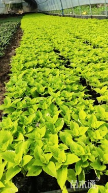 高度10厘米彩叶草