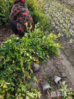 高度40厘米蚊母