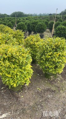 高度30厘米金叶假连翘