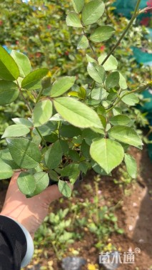 高度40厘米丰花月季