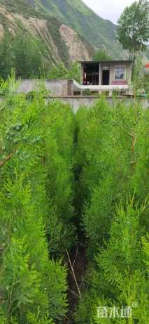 高度10厘米侧柏