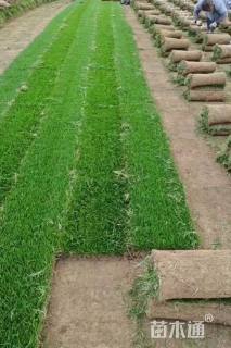 草卷状马尼拉草