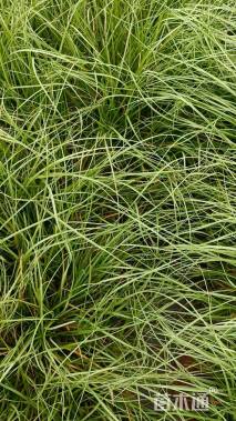 高度30厘米狼尾草