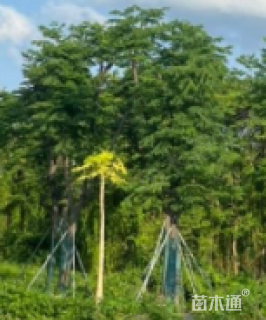 12公分黄山栾树