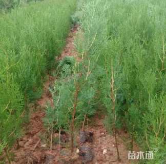 高度60厘米侧柏