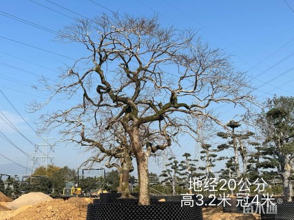 高度3厘米羽毛枫