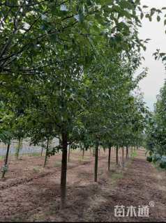 12公分彩叶豆梨