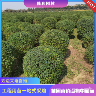 冠幅100厘米小叶女贞球